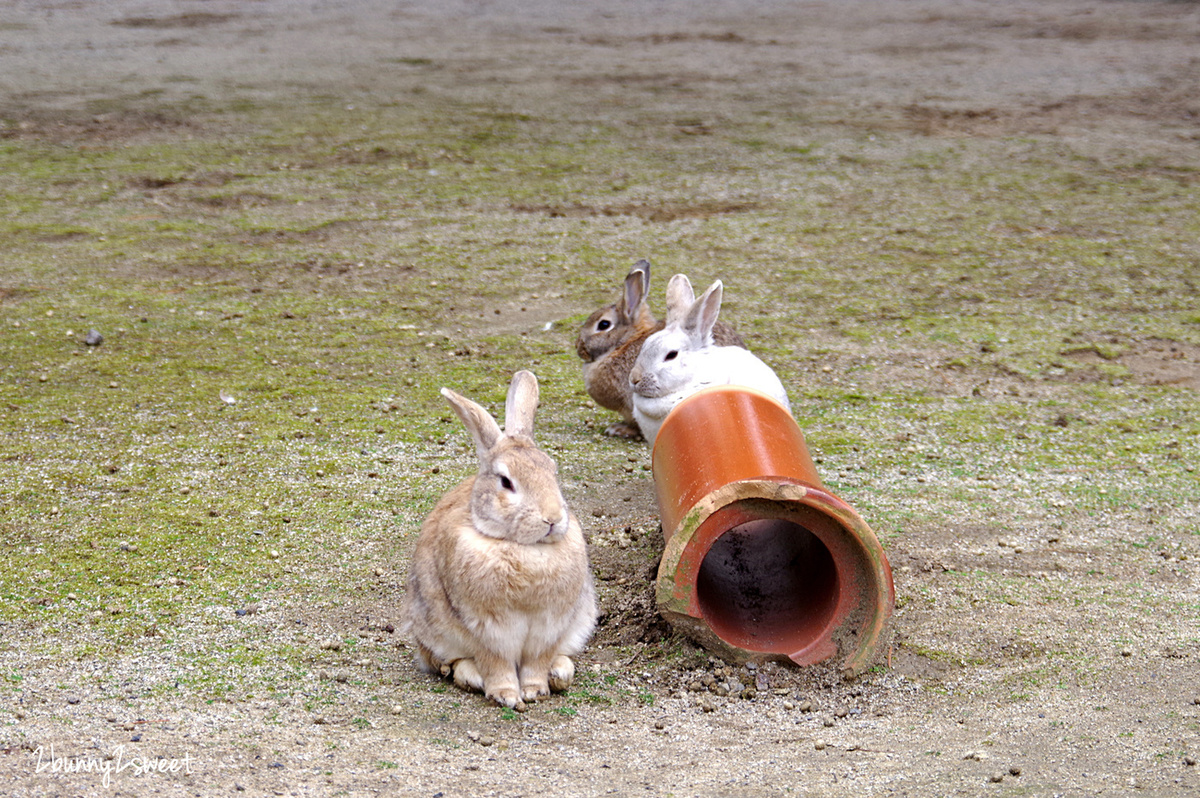 【海之中道海濱公園】福岡親子景點推薦｜300公頃國營公園、動物園、水樂園、花海一次玩 @兔兒毛毛姊妹花
