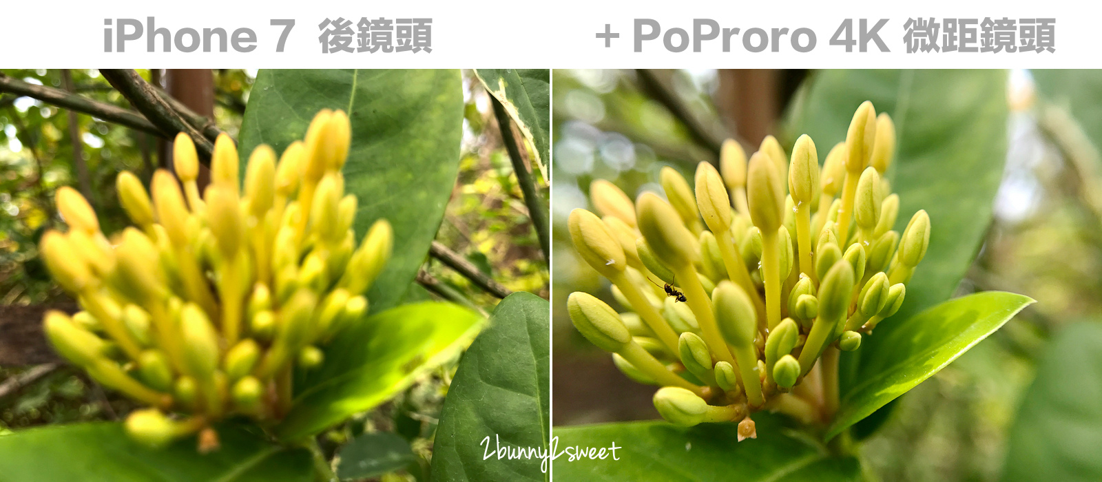 [3C好物。開箱] PoProro 4K 單眼級手機鏡頭～輕鬆一夾手機鏡頭可以拍廣角、拍微距，畫質清晰、無暗角、不變形～自拍連人帶景美照、生態觀察超微距照必備神器｜手機攝影｜手機廣角鏡 @兔兒毛毛姊妹花