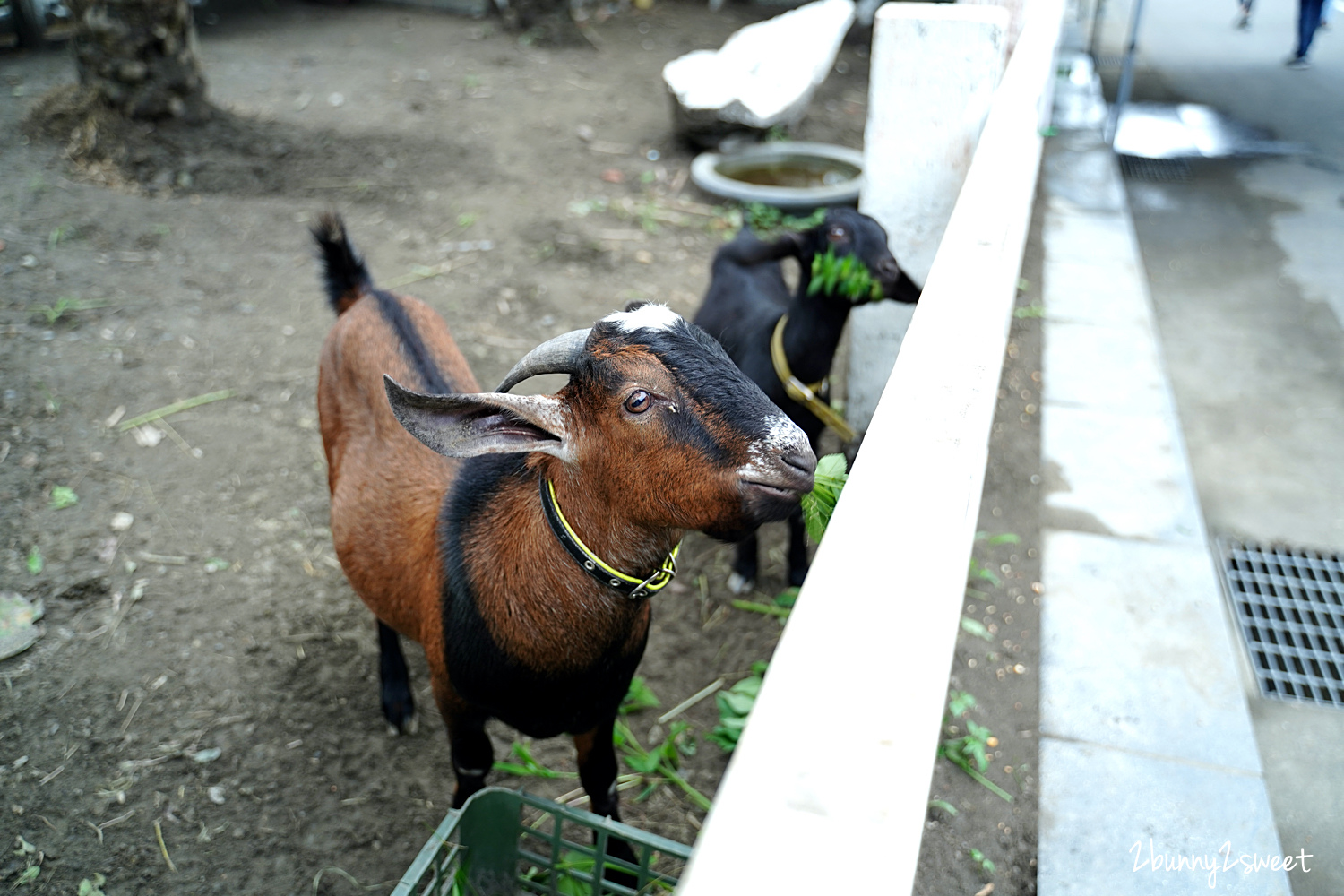 宜蘭親子景點》宜蘭綺麗觀光園區～寶石博物館大進化!! 鳥園、農場、氣墊床、室內樂園、卡丁車賽道、水槍射擊場、攀爬探索場～蘇澳雨天室內景點推薦 @兔兒毛毛姊妹花