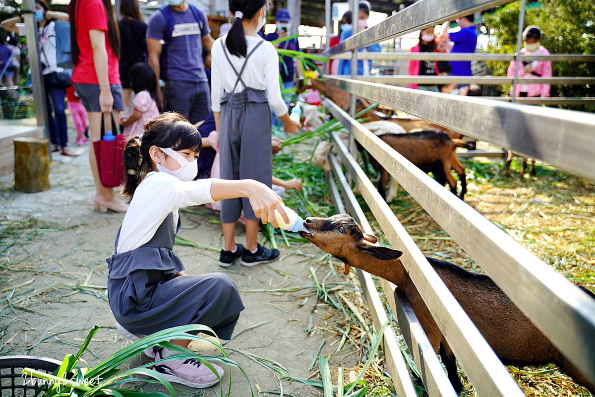 高雄景點「禾光牧場羊咩咩的家」全台最佛心餵羊牧場～免門票、免費餵羊、擠羊奶、玩沙坑 @兔兒毛毛姊妹花