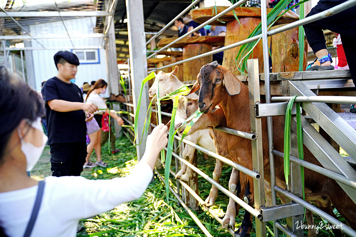 高雄景點「禾光牧場羊咩咩的家」全台最佛心餵羊牧場～免門票、免費餵羊、擠羊奶、玩沙坑 @兔兒毛毛姊妹花
