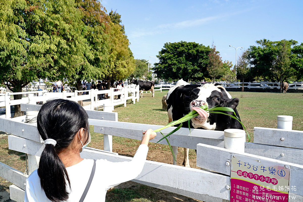 雲林親子景點【千巧谷牛樂園牧場】免費餵乳牛、玩沙坑、拍彩繪牆～超好玩免費景點！ @兔兒毛毛姊妹花